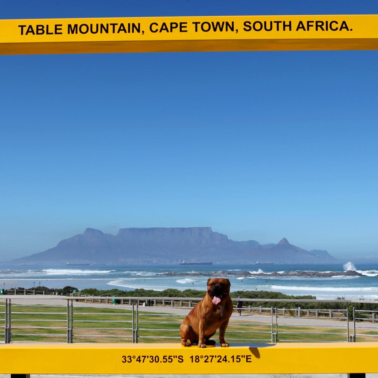 Harry the Staffie poses in the N7 W Picture Frame of Table Mountain