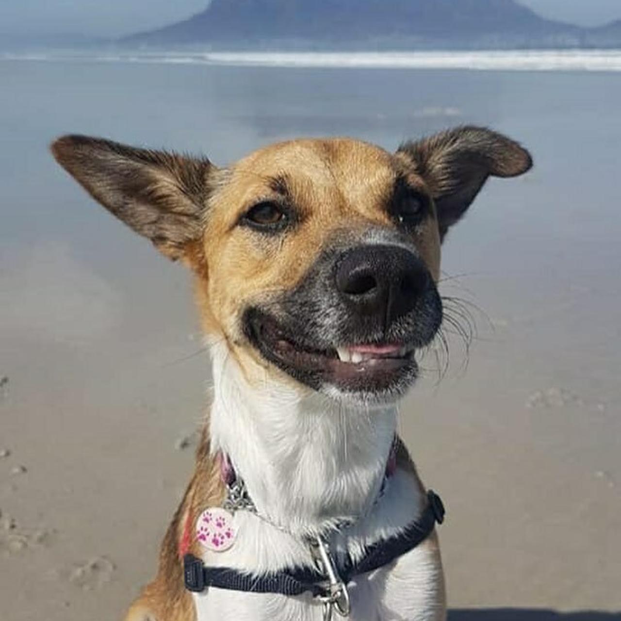 Davidmusikanth 22 February 2019