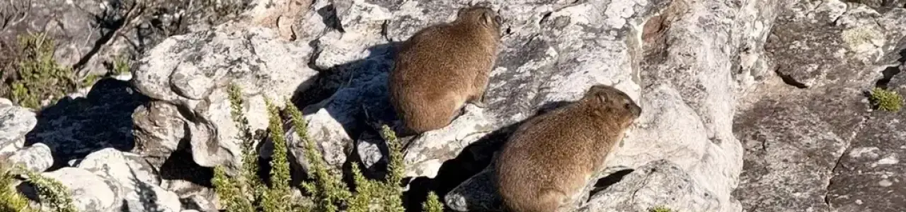 Dassie