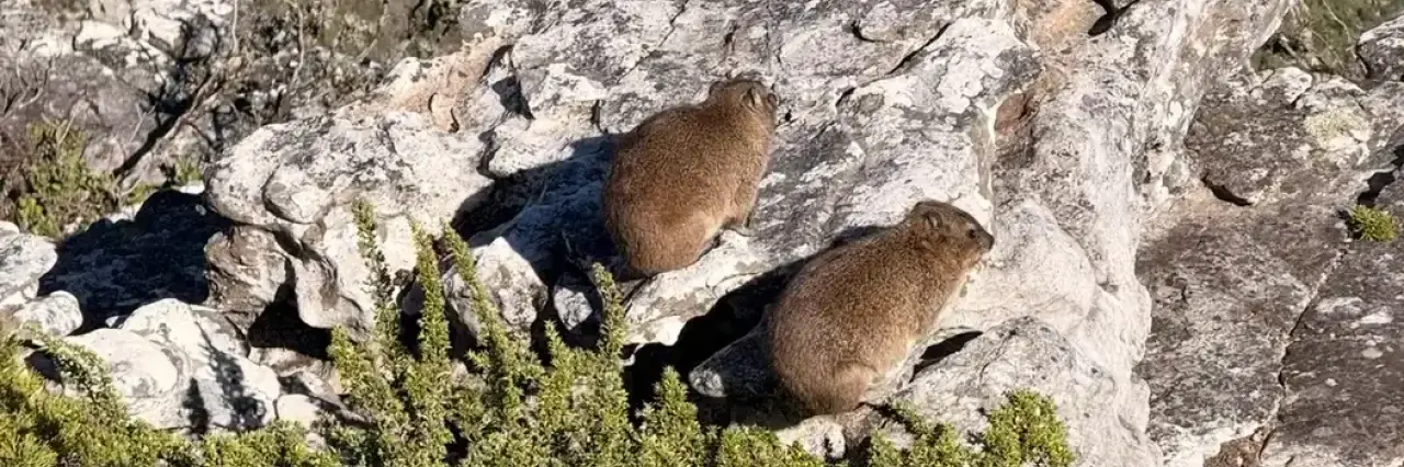 Dassie