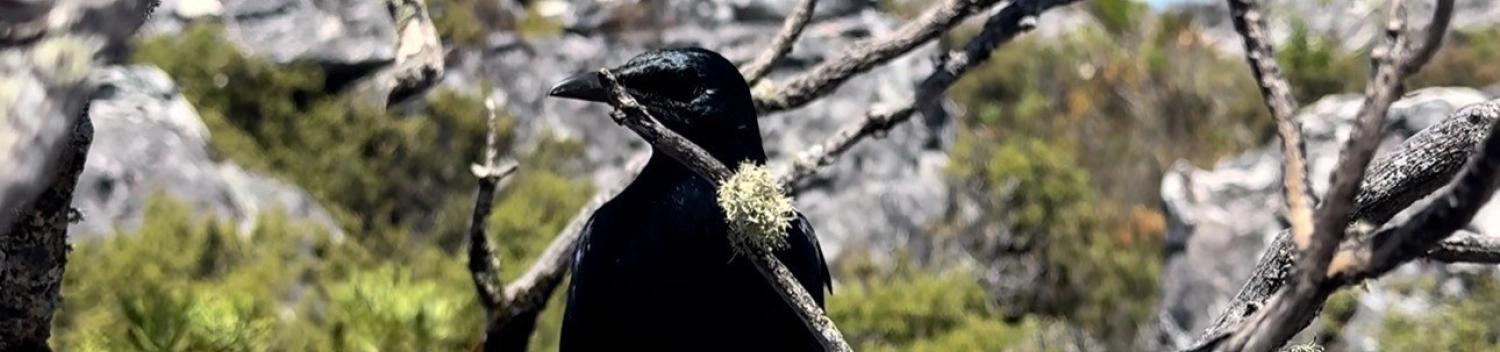 Bird 2026