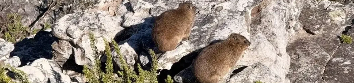 Dassie