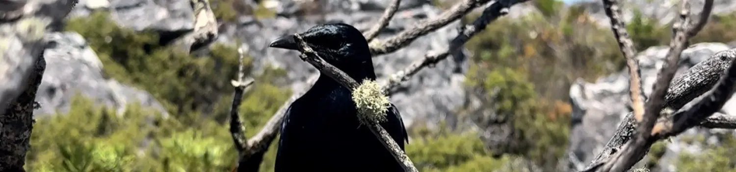 Bird 2026