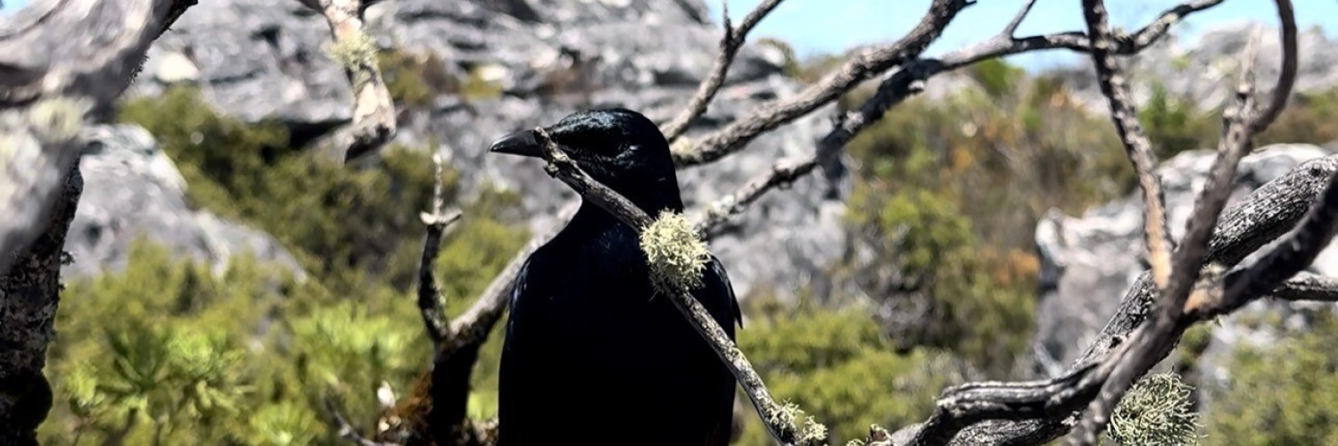 Bird 2026