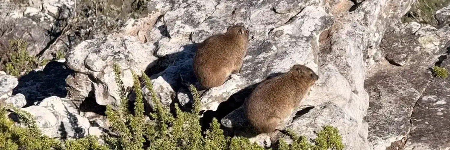 Dassie