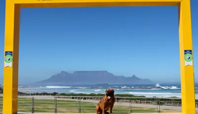 Harry the Staffie poses in the N7 W Picture Frame of Table Mountain