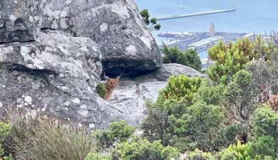 Caracal OPT