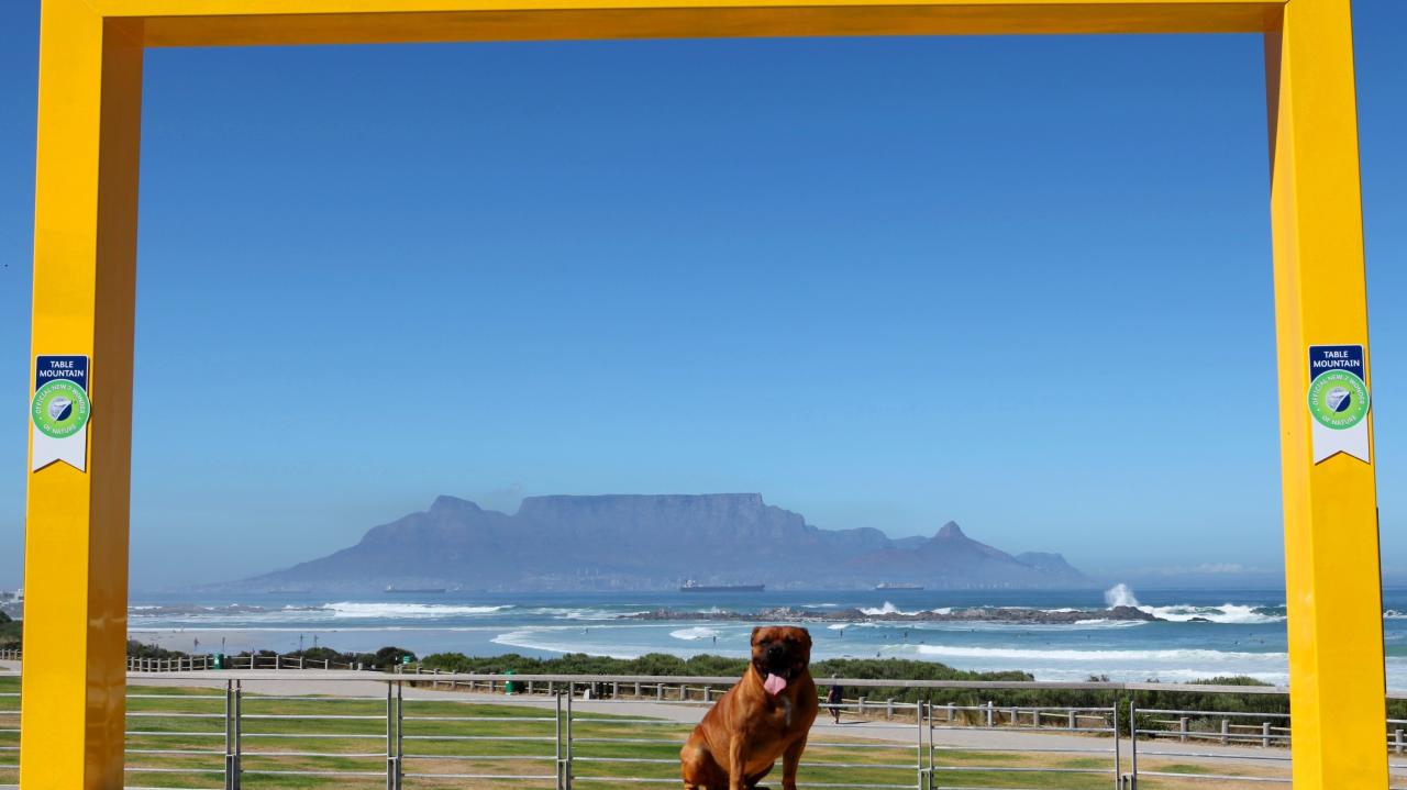 Harry the Staffie poses in the N7 W Picture Frame of Table Mountain 1