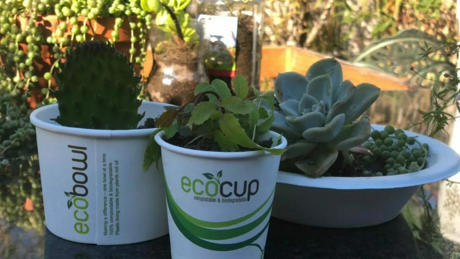 Eco Plant 1